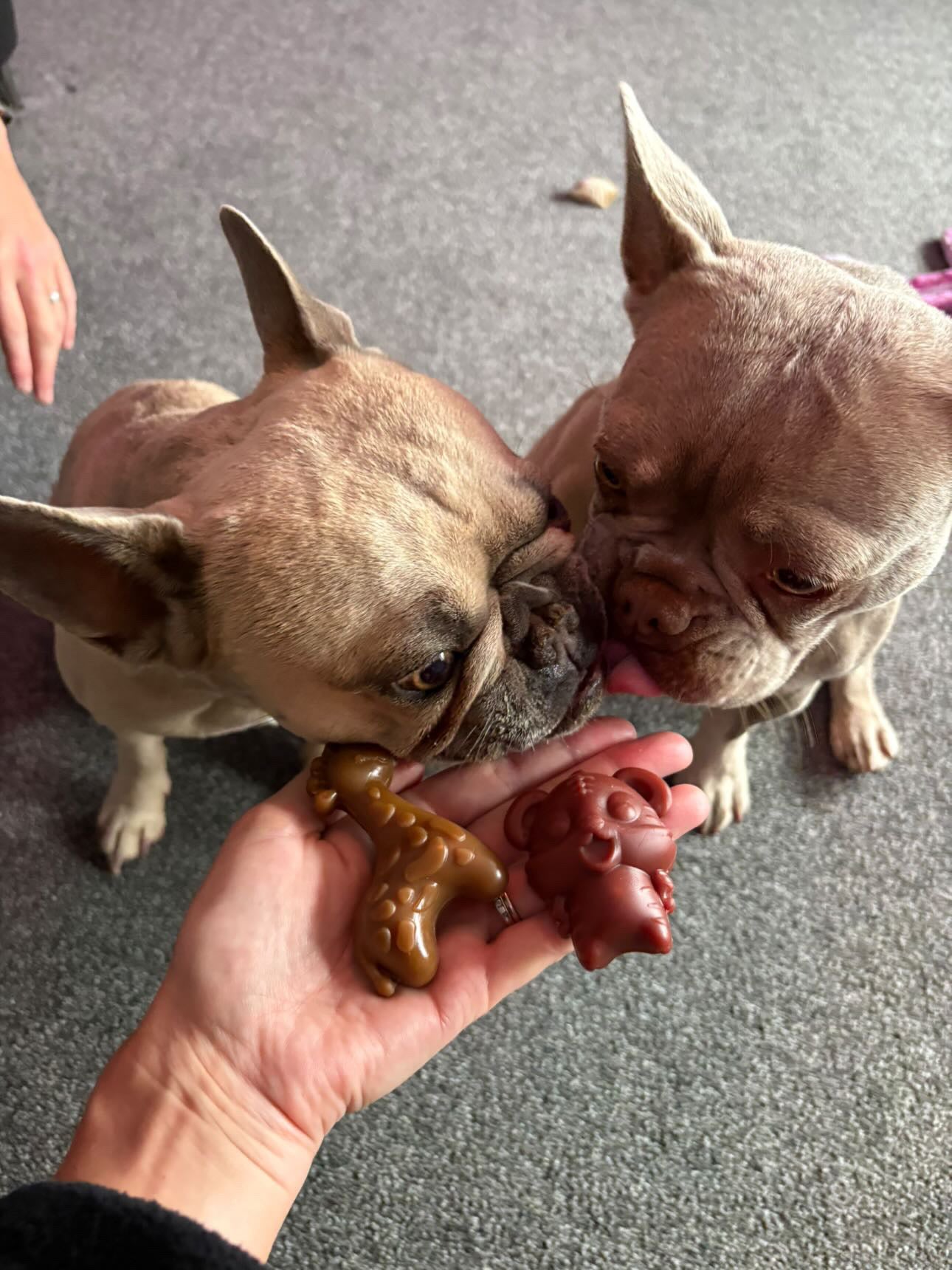 Pumpkin Giraffe Dental Dog Treat