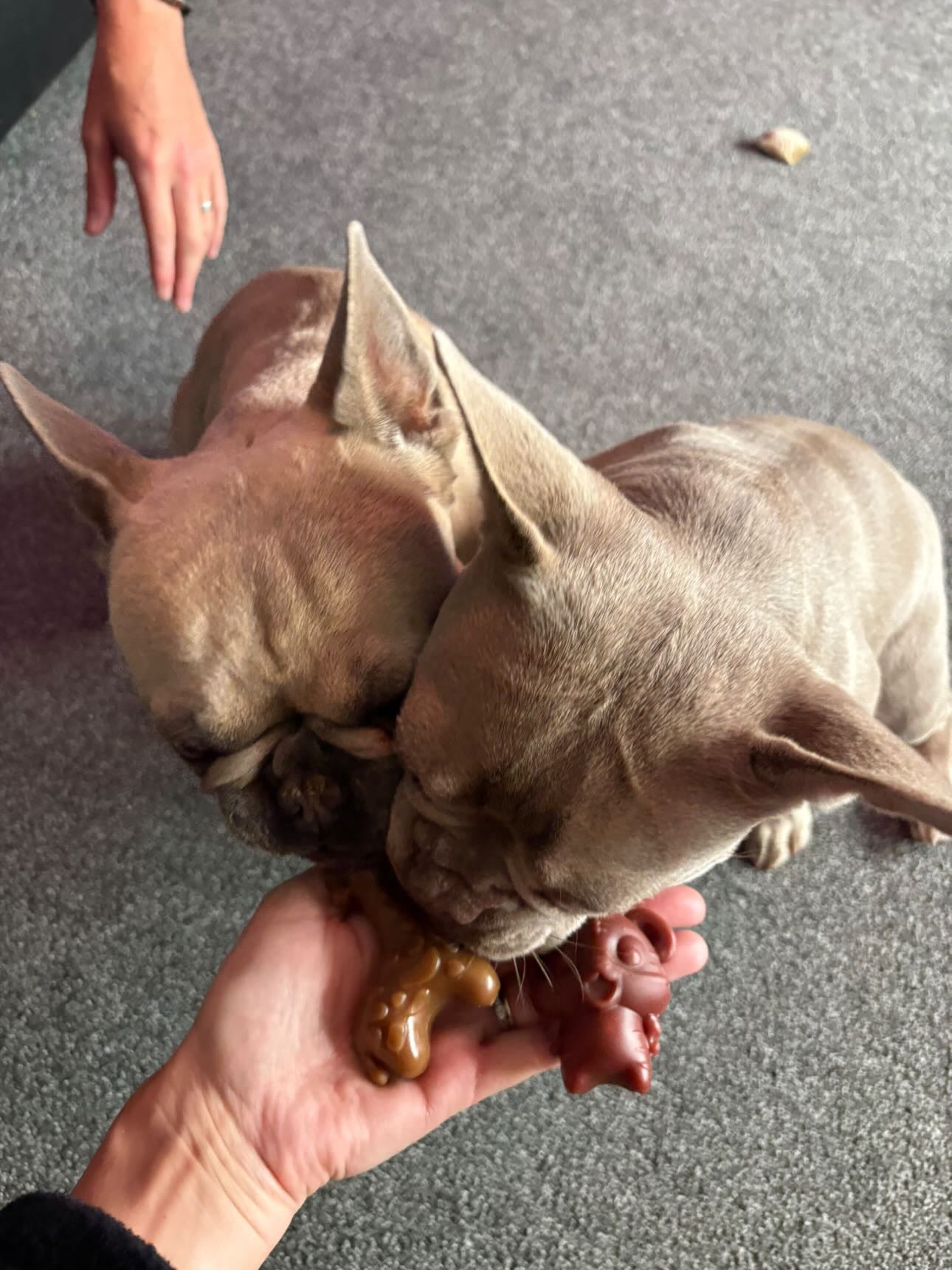 Strawberry Squirrel Veggie Dental Treat
