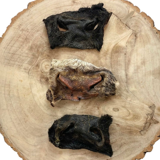 Hairy Beef Snout (1 piece)