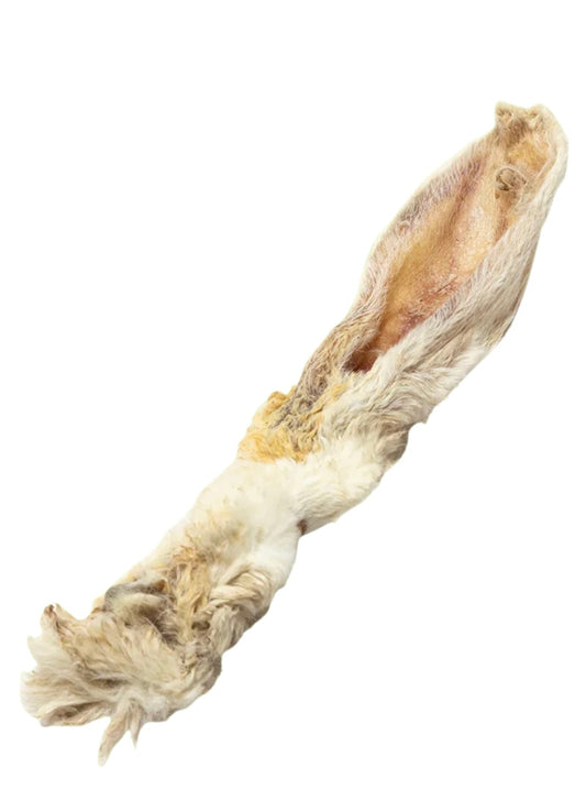 Hairy Rabbit Ears